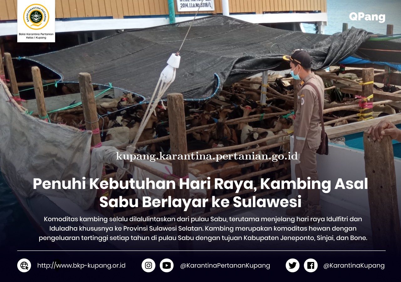 Penuhi Kebutuhan Hari Raya, Kambing Asal Sabu Berlayar ke Sulawesi