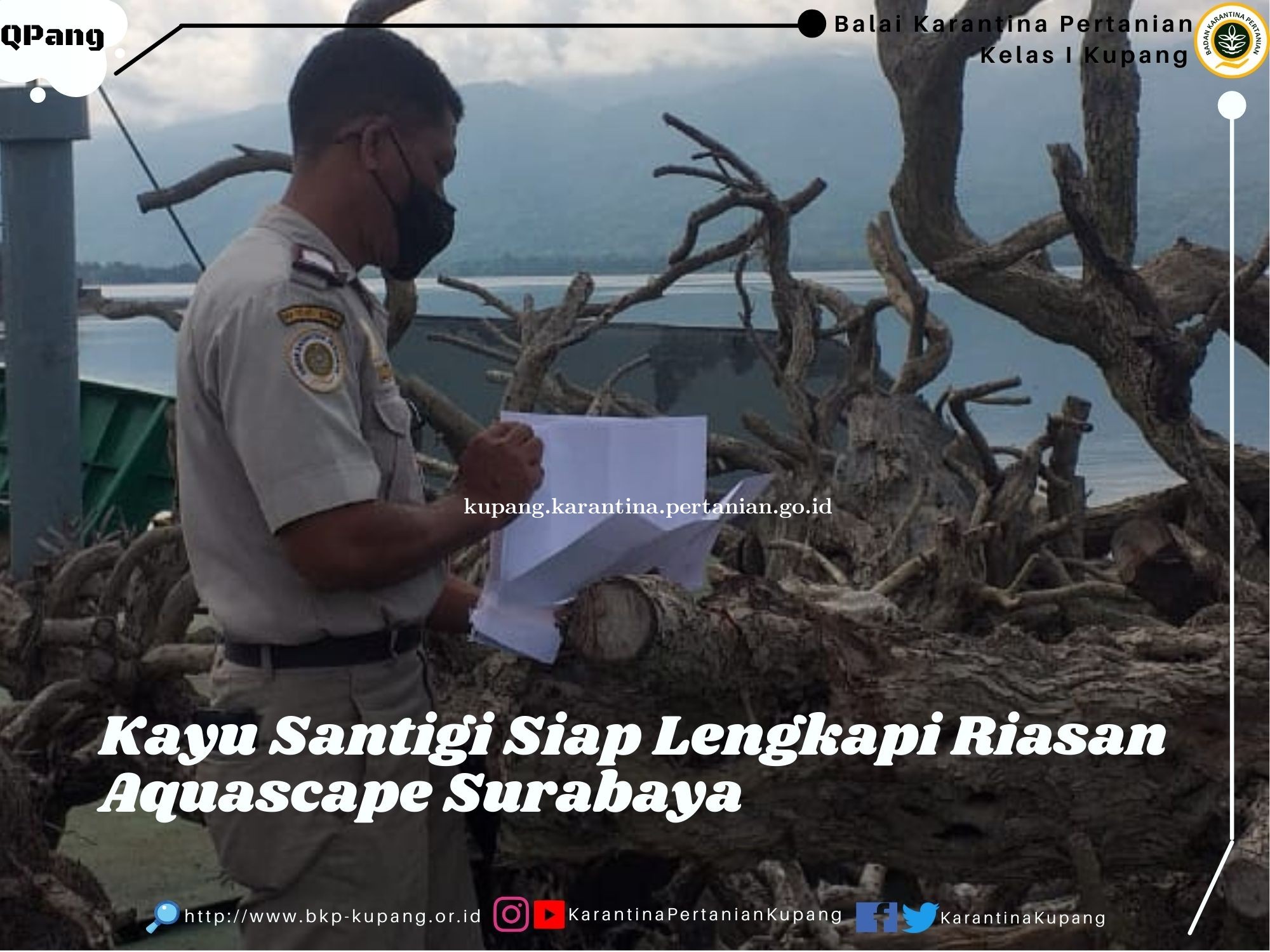 Kayu Santigi Siap Lengkapi Riasan Aquascape Surabaya