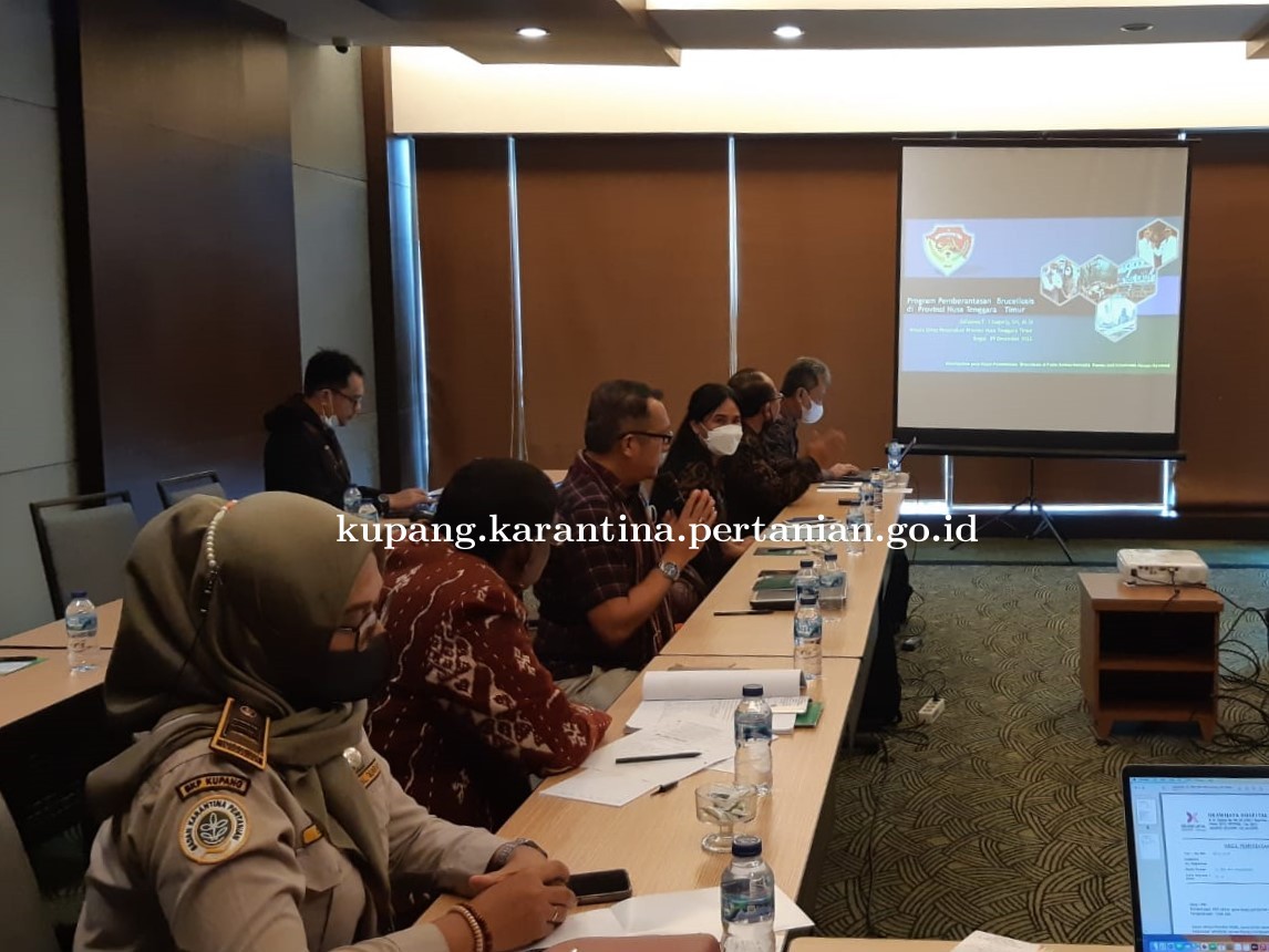 Tetapkan Status Pulau Semau Bebas Brucellosis, Karantina Pertanian Kupang Hadiri Rapat Ditjen PKH