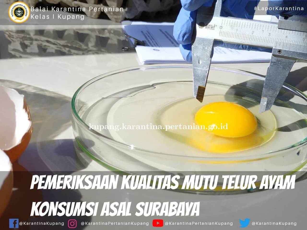 Pemeriksaan Kualitas Mutu Telur Ayam Konsumsi Asal Surabaya