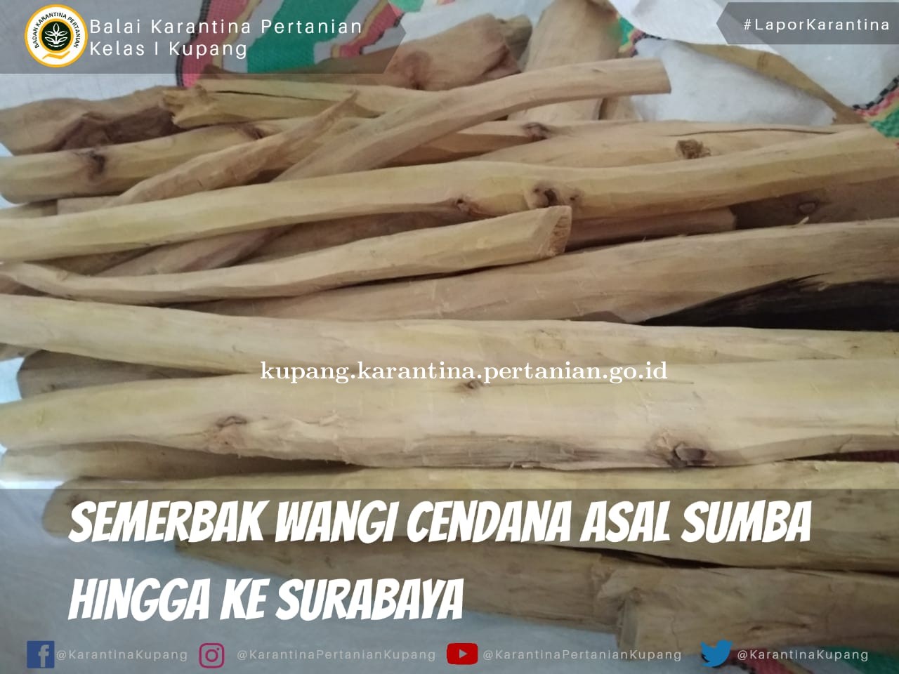 Semerbak Wangi Cendana Sumba Hingga ke Surabaya
