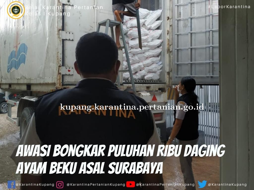 Awasi Bongkar Puluhan Ribu Daging Ayam Beku Asal Surabaya
