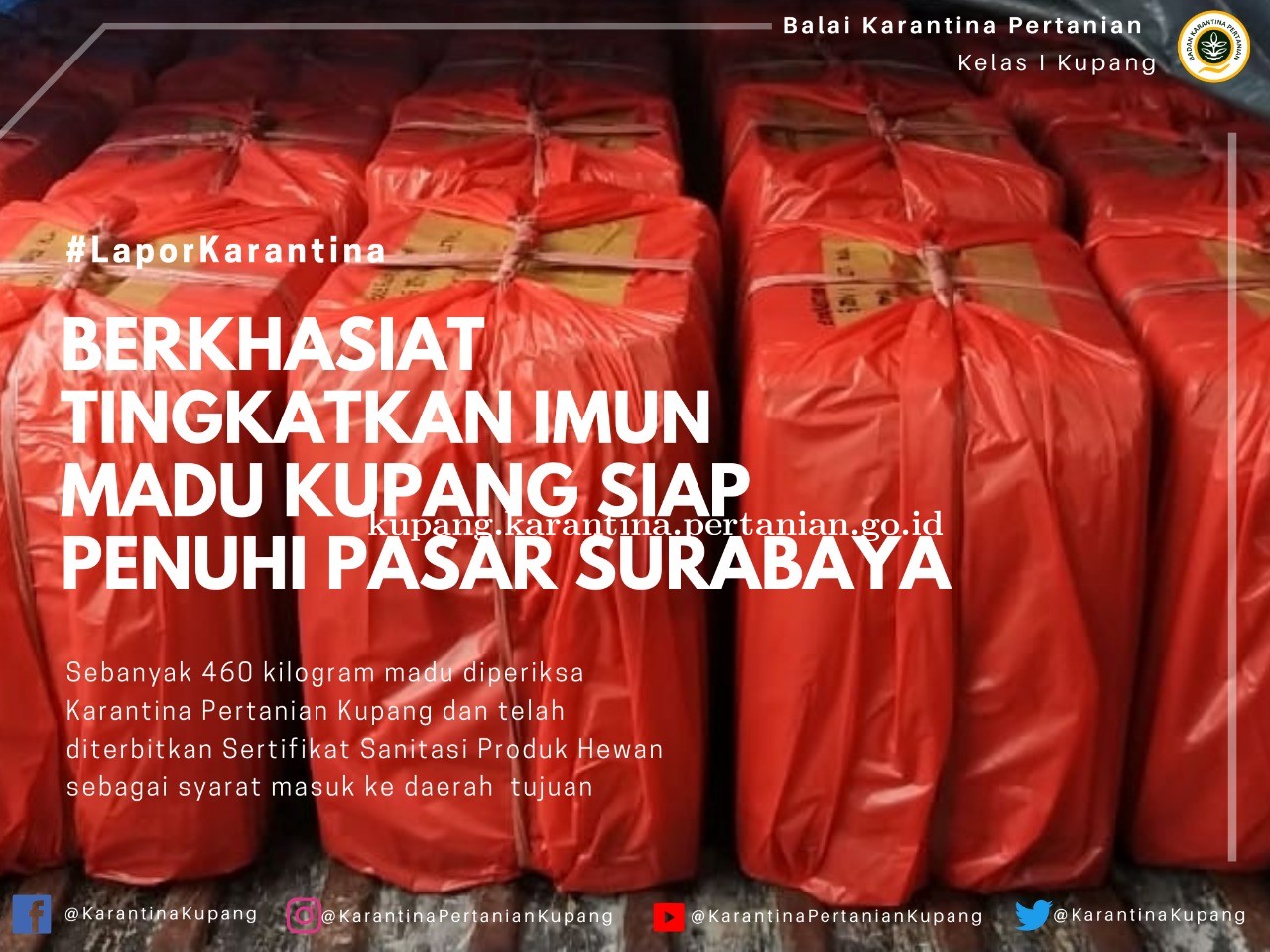 Berkhasiat Meningkatkan Imun, Madu Kupang Penuhi Stok Kebutuhan Pasar Surabaya