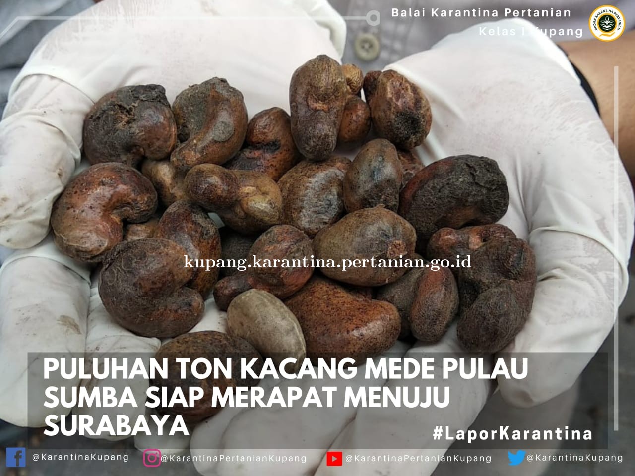 Kacang Mede Pulau Sumba Merapat Menuju Surabaya