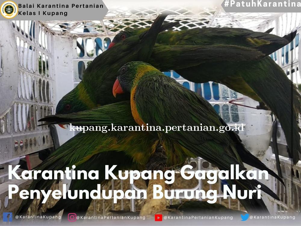 Karantina Pertanian Kupang gagalkan penyelundupan 92 ekor Burung Nuri Perkici Orange ke Surabaya