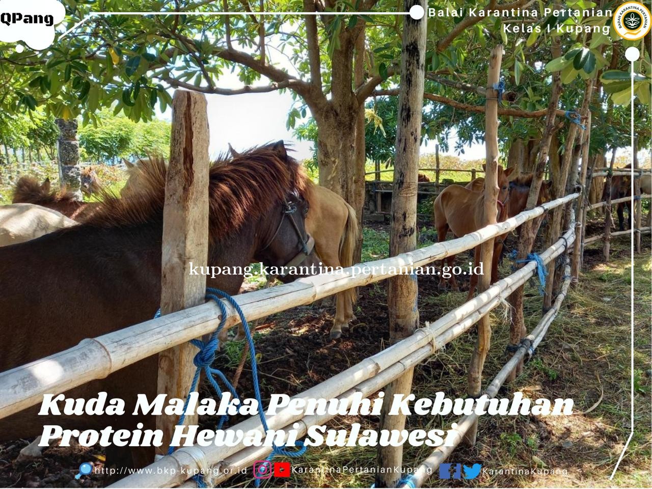 Kuda Malaka NTT, Penuhi Kebutuhan Protein Hewani Sulawesi