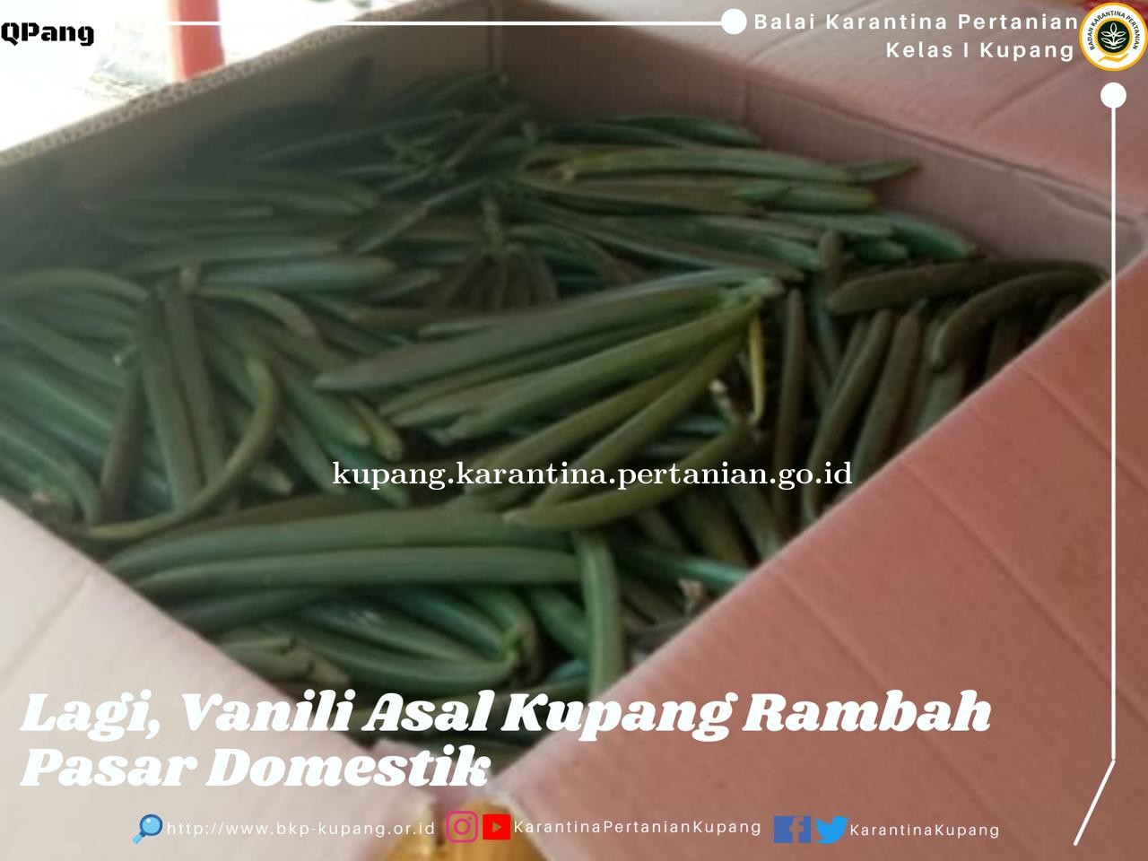 Lagi, Vanili Asal Kupang Rambah Pasar Domestik