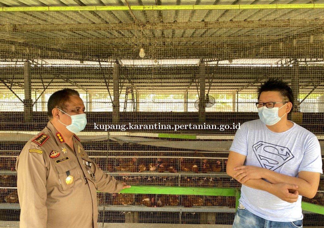Bertambah Lagi, Eksportir Telur Ayam Konsumsi Berpotensi Rambah Pasar RDTL