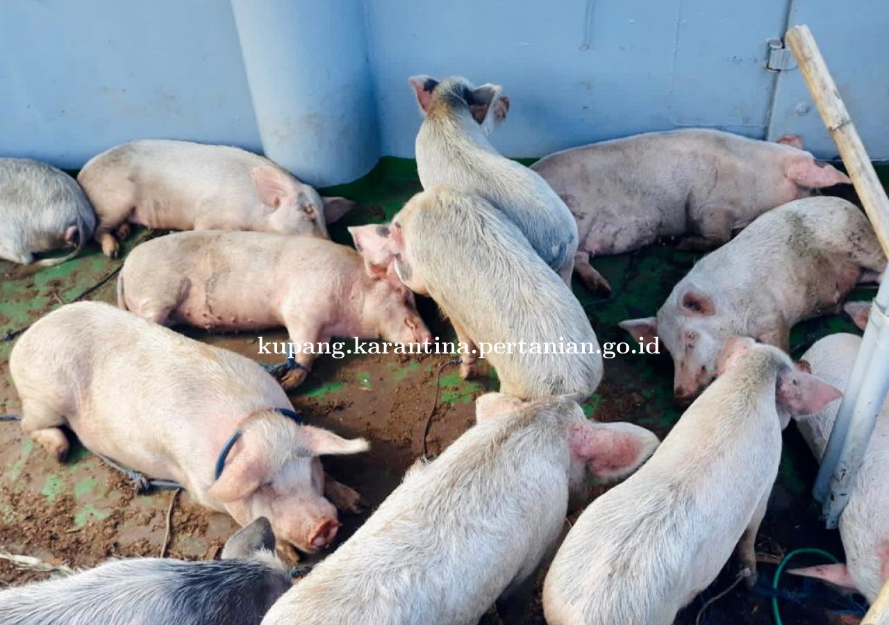 Karantina Pertanian Kupang Amankan Puluhan Ekor Babi Tak Berdokumen