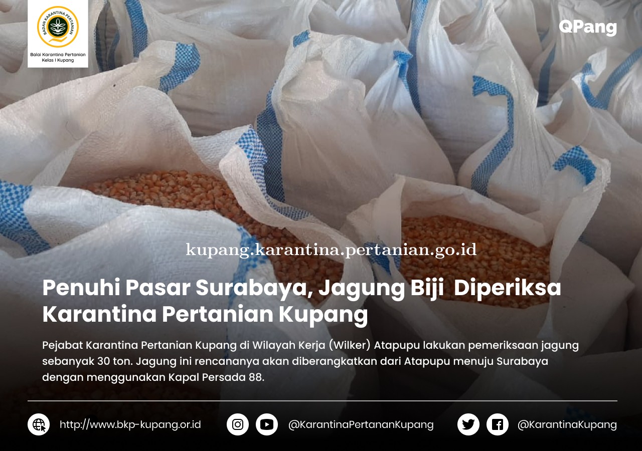 Penuhi Pasar Surabaya, Jagung Biji Diperiksa Karantina Pertanian Kupang