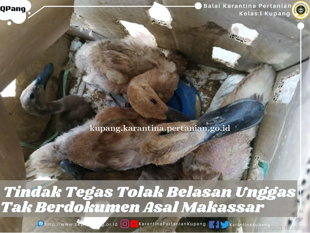 Tindak Tegas Tolak Belasan Unggas Tak Berdokumen Asal Makassar