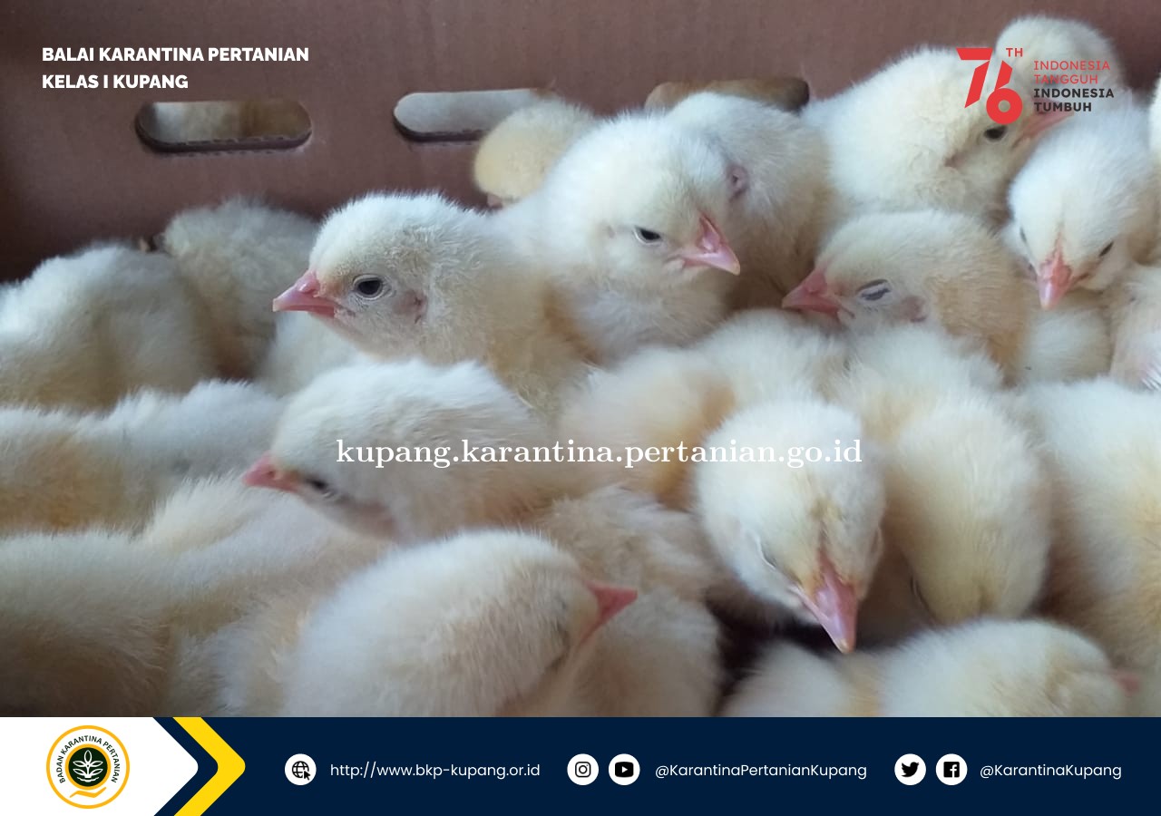 13.000 Ekor Day Old Chicken di Ekspor ke Timor Leste