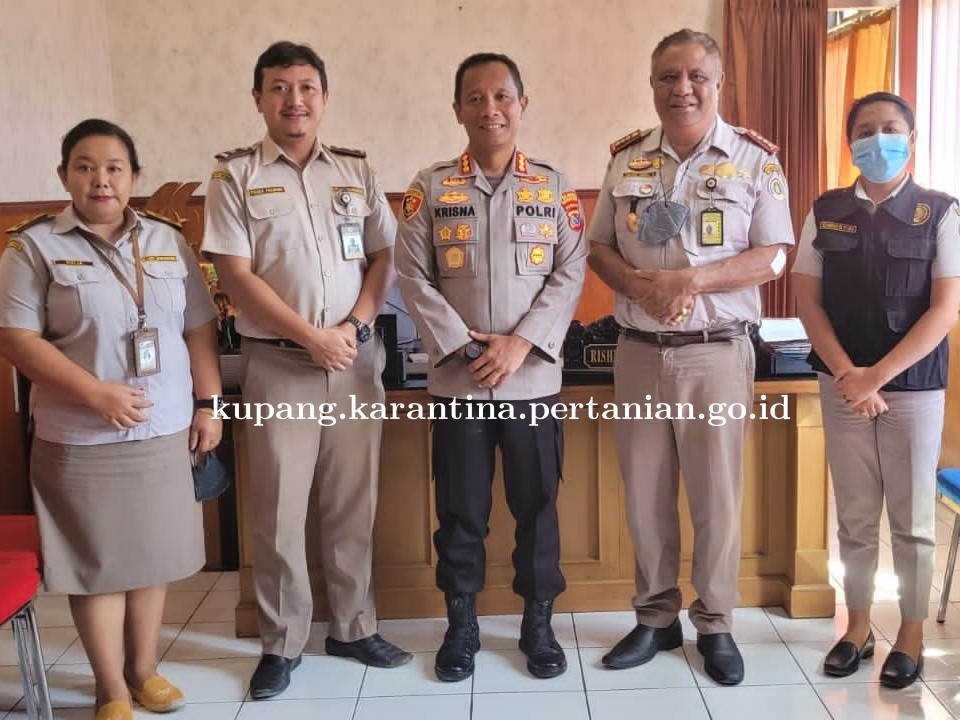 Perkuat Pengawasan PMK di NTT, Karantina Pertanian Gandeng Polresta Kupang.