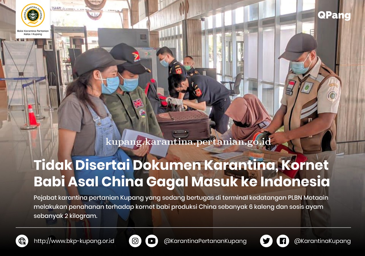 Tidak Disertai Dokumen Karantina, Kornet Babi Asal China Gagal Masuk ke Indonesia